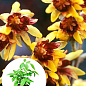 Химонант скороспелый (Зимоцвет) контейнер С2