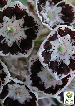 Кальмия latifolia "Black Label"8