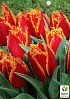 Тюльпан «Fabio» купити поштою в Одесі, Києві, Україні | Agro-Market
