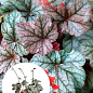 Гейхера (Heuchera) "Cinnabar Silver" С1 (высота 15-30см)