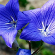 Ширококолокольчик (platycodon) "Grandiflorus Mariesii" купить
