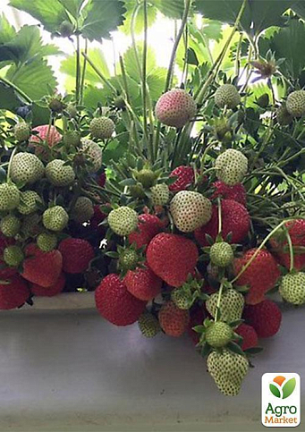 Полуниця "Флорін" (Florin) (ремонтантний сорт) - фото 7