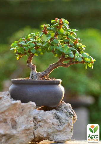 Бонсай "Рortulacаria" 