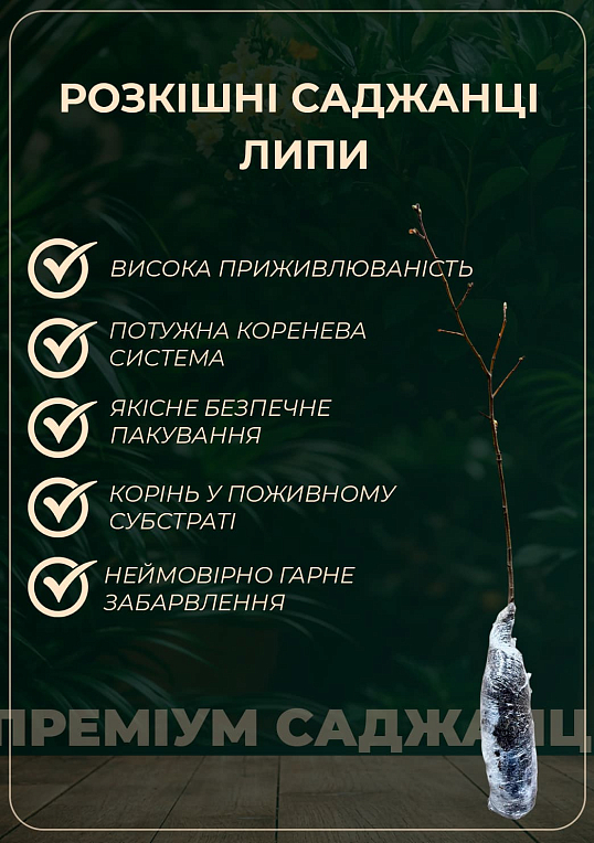 Липа мелколистная сердцевидная (медонос) высота 50-100см - фото 2