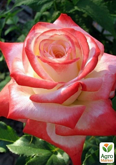 Роза чайно-гибридная "Императрица Фарах" (саженец класса АА+) высший сорт1