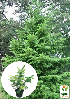 Ялиця Дугласа 3-х річна (Pseudotsuga menziesii) висота 30-40 см11
