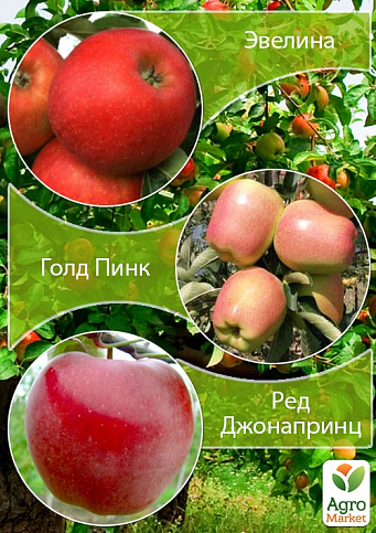 Дерево-сад Яблоня "Эвелина+Голд Пинк+Ред Джонапринц" 