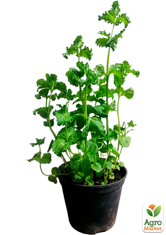 М'ята Кучерява "Crispa" (контейнер Р9) - фото 5