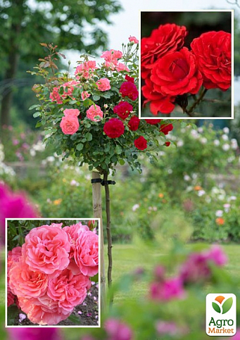 Роза штамбовая двухцветная "Кордула+Розариум Ютерсен"  (саженец класса АА+) высший сорт 1шт в упаковке