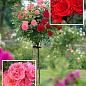 Троянда штамбова двоколірна "Кордула + Розаріум Ютерсен" (саджанець класу АА +) вищий сорт 1шт в упаковці