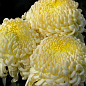 Хризантема великоквіткова "Atena Citron"