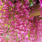 Глициния 3-х летняя японская "Розеа" (Wisteria japanese Rosea)  высота саженца 50-60см