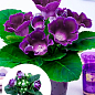Глоксиния "Sonata Lila" высота 20см