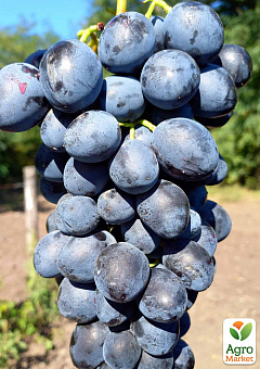 Виноград "Барон" (крупная мясистая ягода, средне-ранний срок созревания)1