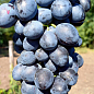 Виноград "Барон" (велика м'ясиста ягода, середньо-ранній термін дозрівання)