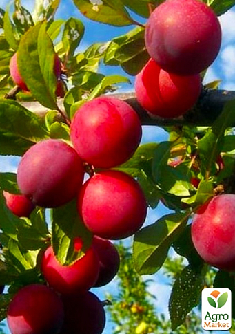 Слива "Ренклод Альтана" (літній сорт, середній термін дозрівання)