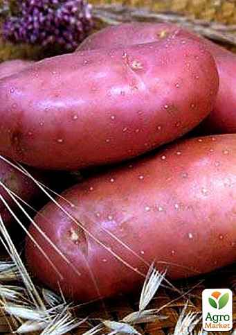 Картопля "Ред Скарлет" насіннєва рання (1 репродукція) 1кг - фото 3