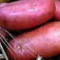 Картопля "Ред Скарлет" насіннєва рання (1 репродукція) 1кг цена