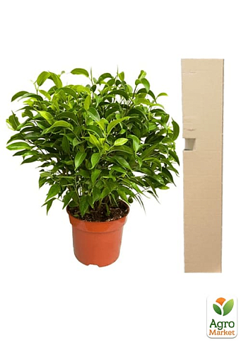 Фикус Бенджамина (Ficus) "Benjamin" - фото 5