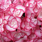 LMTD Гортензия махровая цветущая 2-х летняя "Elfy" (25-35см)  цена