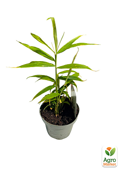 LMTD Имбирь комнатный Zingiber officinale `Bontemps`  высота 15-25см1