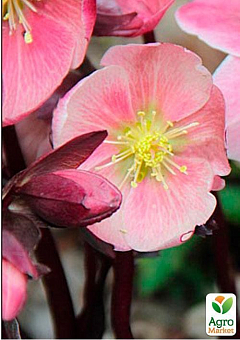 Морозник (Helleborus) "Pink Frost"3