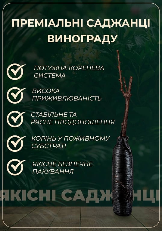 Виноград "Преображення" (ранній термін дозрівання)