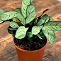Калатея "Amagris" высота 35-45см