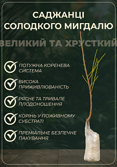 Декоративний Мигдаль "Трилопатевий"29