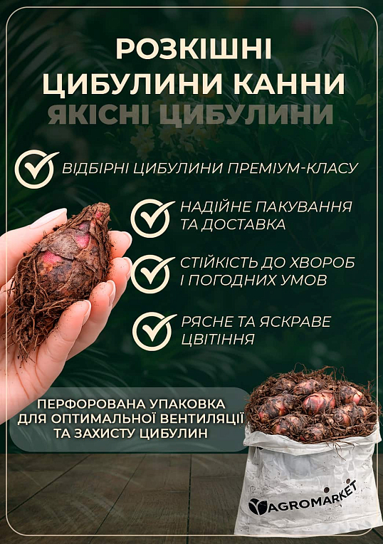 Канна "Richard Wallace" 1шт в упаковке - фото 2