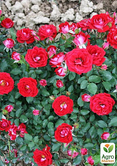 Роза мініатюрна "мейд" (саджанець класу АА +) вищий сорт2