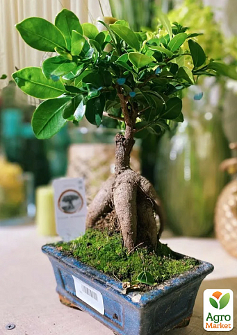 Бонсай "Ginseng" - фото 6