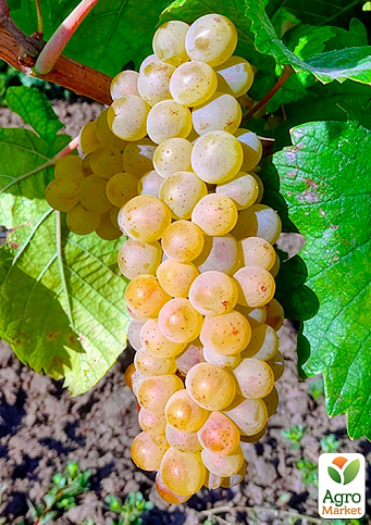 Саджанець технічного винограду "Вино 1" - фото 2