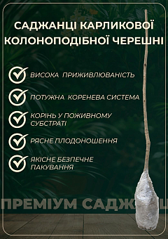 Черешня карликовая "Сэм" Эксклюзив!15