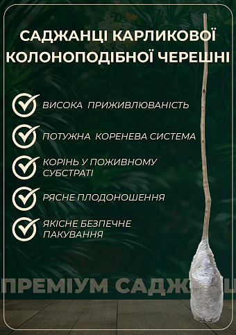 Черешня карликовая "Сэм" Эксклюзив! - фото 3