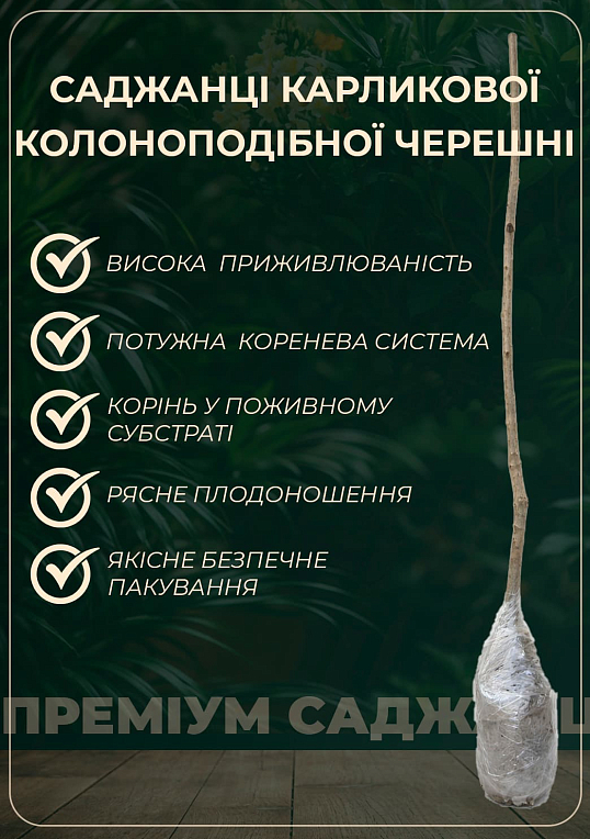 Черешня карликовая "Сэм" Эксклюзив! - фото 3