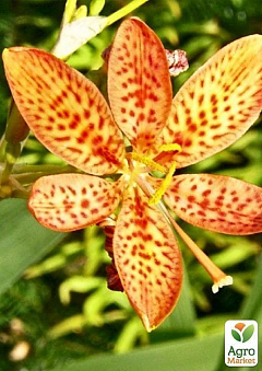Беламканда китайська, помаранчева (садові орхідея) 1шт2