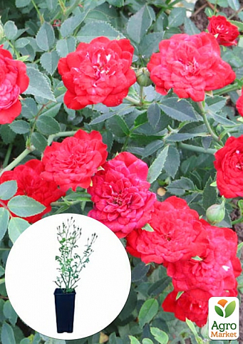 Троянда в контейнері ґрунтопокровна "Red Cascade" (саджанець класу АА+) - фото 2