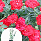 Роза в контейнере почвопокровная "Red Cascade" (саженец класса АА+) купить