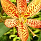 Беламканда китайська, помаранчева (садові орхідея) 1шт