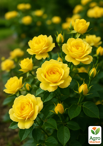 Роза мелкоцветковая (спрей) "Еллоу Фейри"(Yellow Fairу) (саженец класса АА+) высший сорт