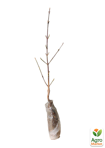 Кизил жовтий щеплений "Gold Star" саджанець 2 роки (ранній термін дозрівання, великоплідний) - фото 4