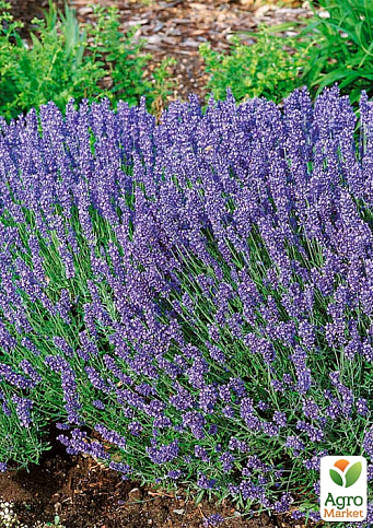 Лаванда английская узколистная "Рекорд" (Rekord)