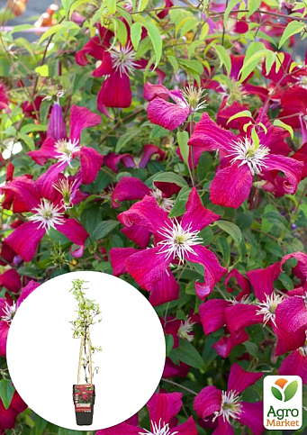 LMTD Клематис 2-х летний "Julia Correvon" (высота 40-60 см)