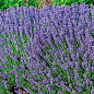 Лаванда английская узколистная "Рекорд" (Rekord)