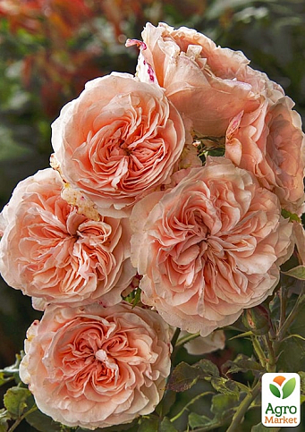 Троянда англійська "William Morris" (саджанець класу АА +) вищий сорт - фото 3