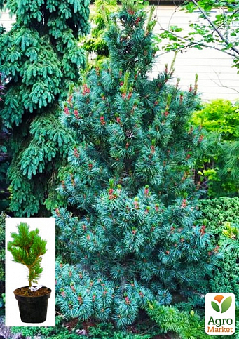 Сосна "Негиши" (Pinus parviflora "Negishi") C2, висота 30-40см
