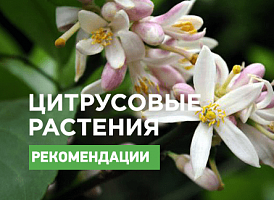 Цитрусове дерево з ароматними квітами - корисні статті про садівництво від Agro-Market