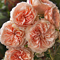 Роза английская "William Morris" (саженец класса АА+) высший сорт цена