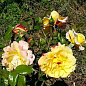 Роза парковая "Ругельда" (саженец класса АА+) высший сорт